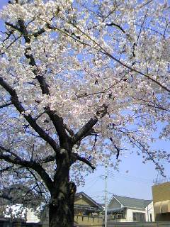 向日市公園の桜23.4.10.jpg