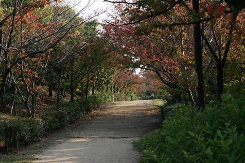 秋の散歩道10.28.jpg